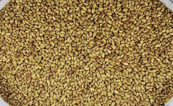 معرفی تخم یونجه و خواص درمانی آن معرفی تخم یونجه و خواص درمانی آن
