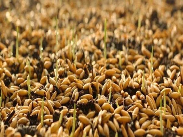 توزیع بیش از 3000 تن انواع بذر توسط شبکه تعاون روستایی خراسان توزیع بیش از 3000 تن انواع بذر از طریق شبکه تعاون روستایی خراسان رضوی