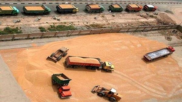 افزایش 48 درصدی خرید تضمینی گندم در چهارمحال و بختیاری افزایش 48 درصدی خرید تضمینی گندم در چهارمحال و بختیاری