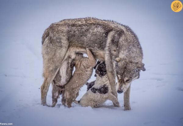 تصاویر منتخب حیات وحش در یک هفته