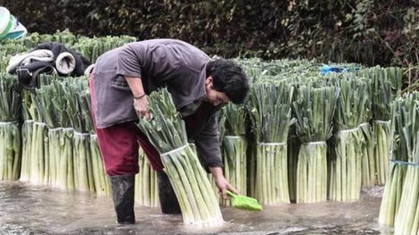 استفاده جالب از طبیعت؛ شیوه کشاورزان یونان برای حفظ محصولات استفاده جالب از طبیعت؛ شیوه کشاورزان یونان برای حفظ محصولات